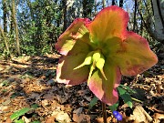 55 Rientrando da Corna Marcia ai roccoli della Passata spettacolo di ellebori in fiore